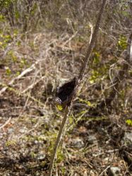 Seru_di_Kloof_20121004_029