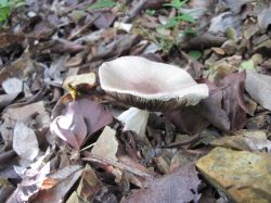 Piedra_Mulina_20140116_028