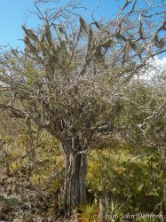 Seroe_Francisco_Jobo_20160218_052