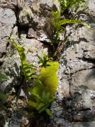 Piedra_Mulina_20120126_039