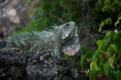 Shete_Boka_20120426_032