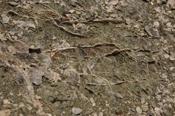 Shete_Boka_20120426_049