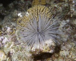 Slangenbaai_20080920_008