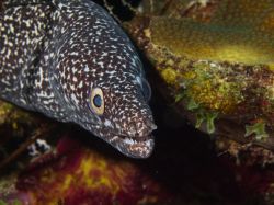 Slangenbaai_macro_20121223_019