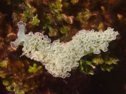 Slangenbaai_macro_20121223_043