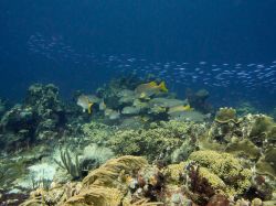 MariePampoen_20130901_019_1024_06_HueSaturation_yellow